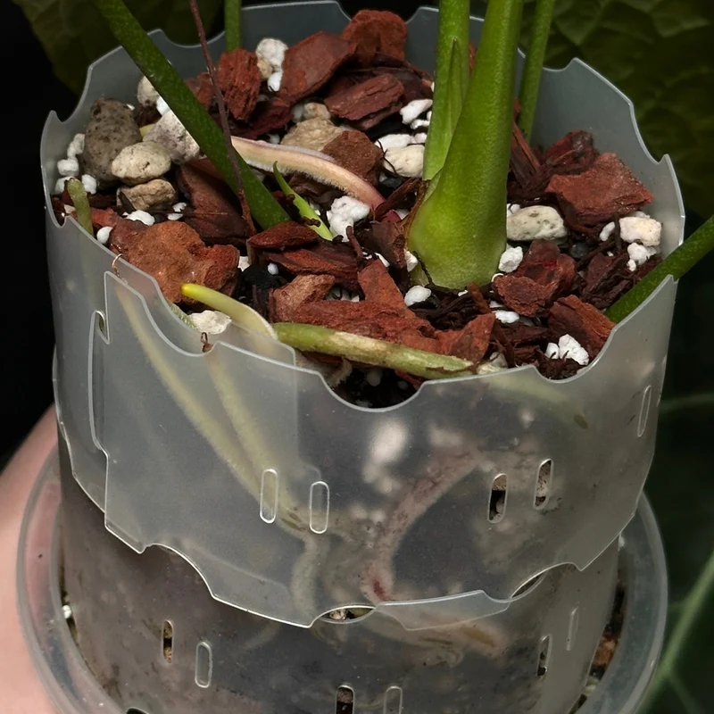 Anthurium mix - 8.5 L 5