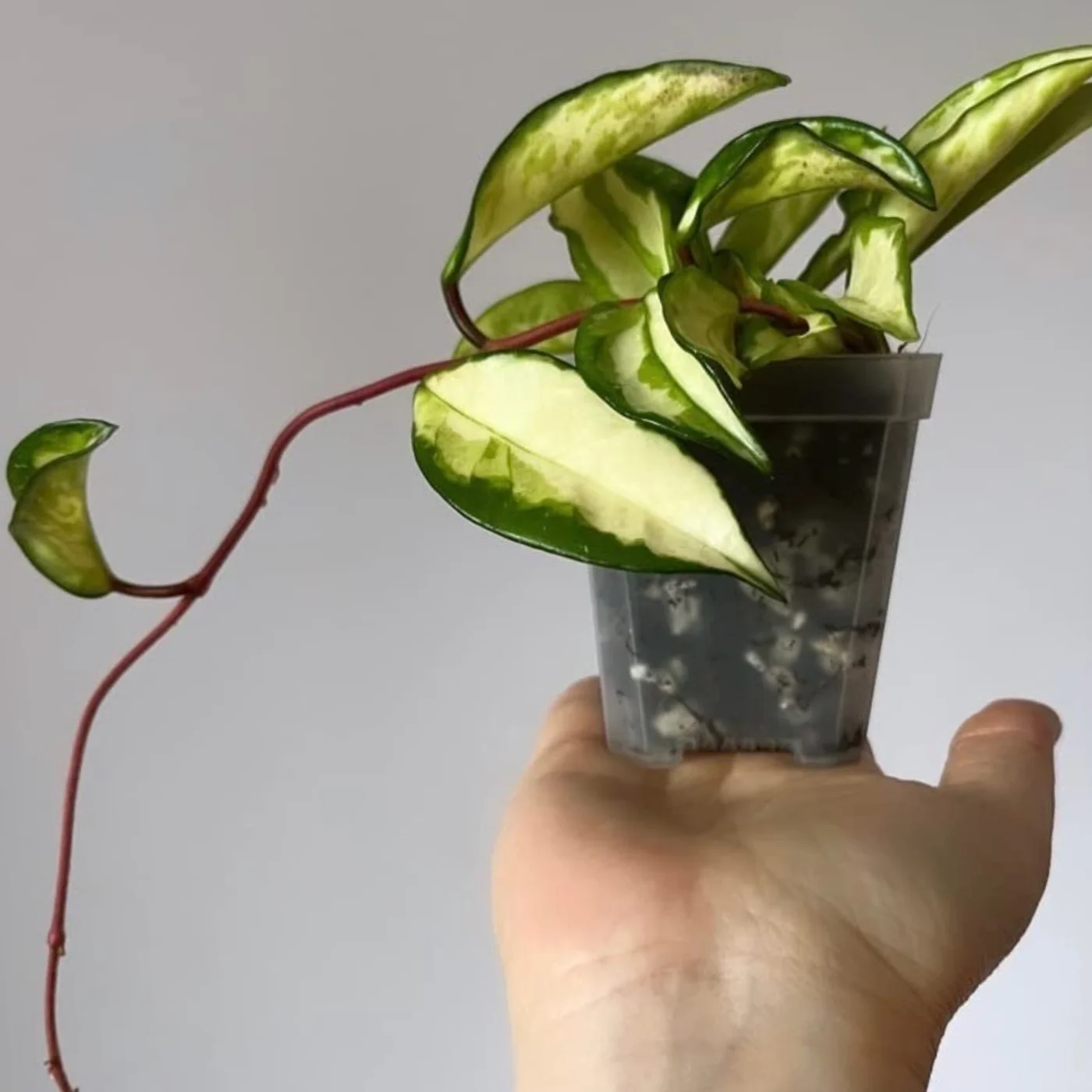 Hoya mix - 8.5 L 3