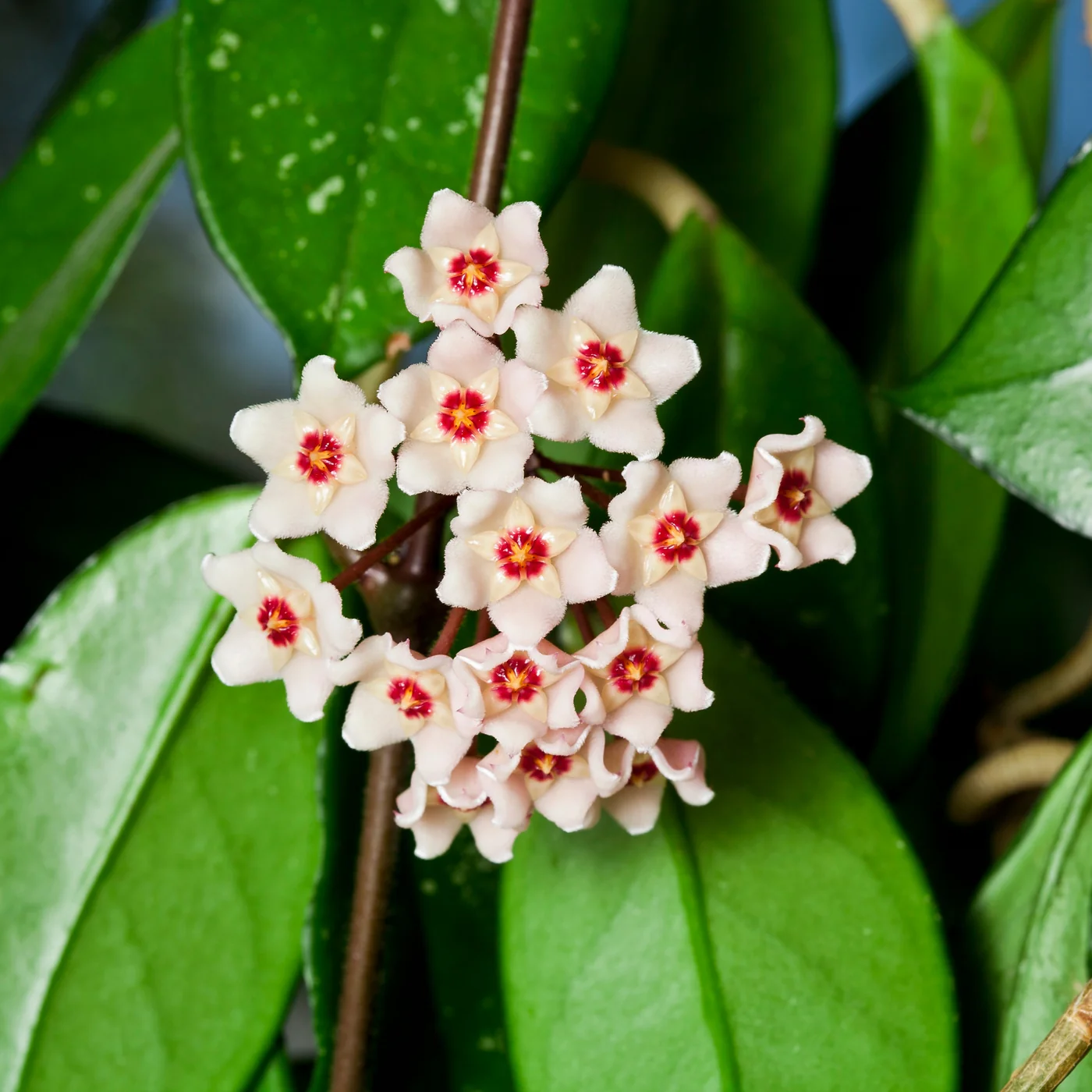 Hoya mix - 8.5 L 5