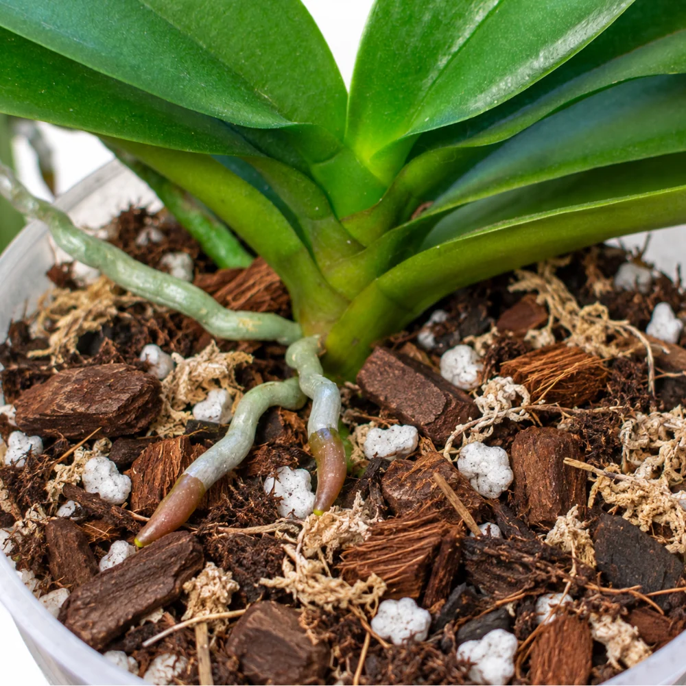 Orchid mix - 8.5 L 2