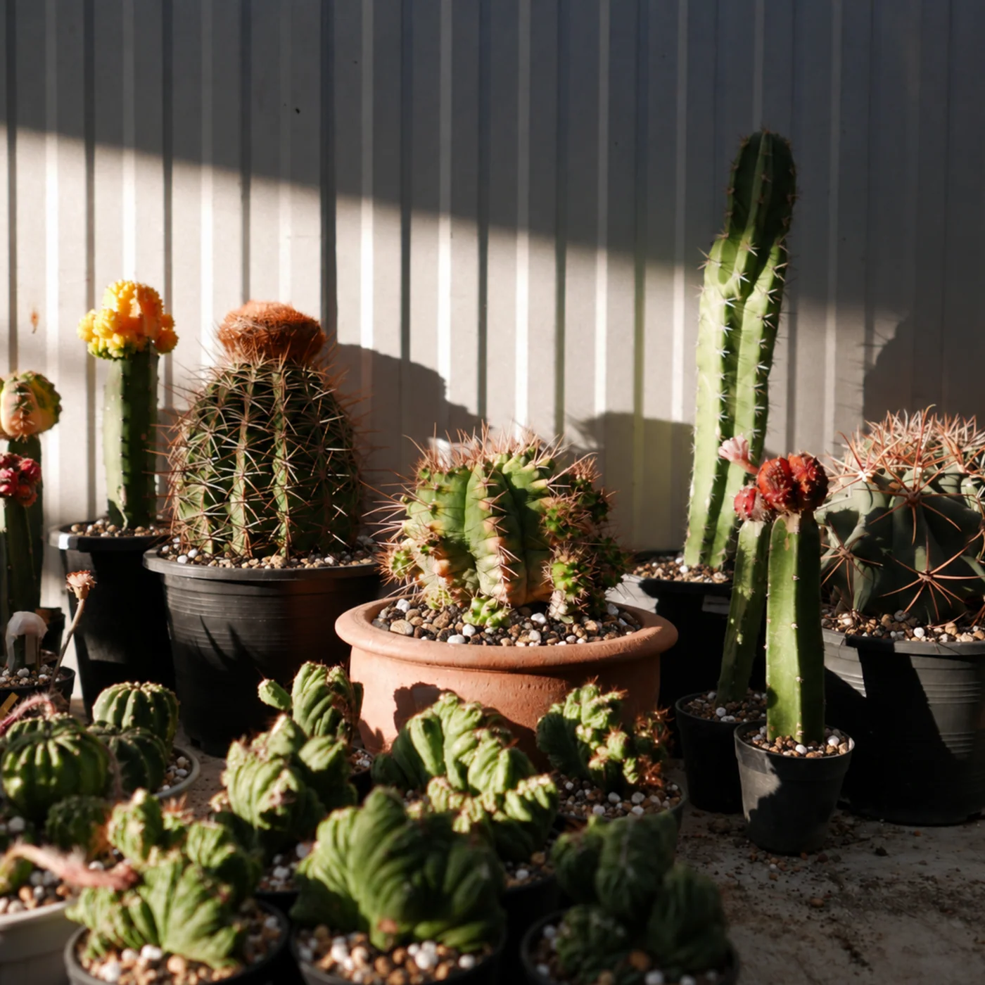 Cactus and succulent mix - 8.5 L 3